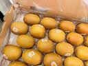 佳沛（zespri）金奇异果25-27粒原箱特大果124-146g猕猴桃水果礼盒 实拍图