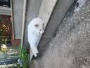 皇家猫粮 成猫猫粮 户外成猫 O30 通用粮 12月以上 4KG 实拍图