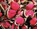 福茗源花草茶 玫瑰花茶250g 特级品质无硫熏云南金边玫瑰花茶泡水喝花茶 实拍图