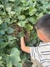 八马茶业六福临门三大茗茶红茶茶叶金骏眉铁观音肉桂248g礼盒节日送礼 实拍图