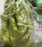【烧烤季】钟灵山罗马生菜400g 实拍图