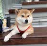 Orijen【宠物金选】渴望狗粮 成犬幼犬鸡原味鸡肉进口犬粮2kg 效期27/5 实拍图