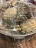 【活蟹】漁家师傅大闸蟹全母3.0-3.3两8只去绳足重鲜活螃蟹现货生鲜水产礼盒金秋送礼 实拍图