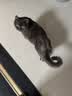 麦富迪猫粮 超肉粒冻干双拼成猫粮美毛护肠三文鱼10kg/20斤【宠物金选】 实拍图
