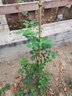 欧芽蔷薇花苗藤本月季花树特大庭院爬藤植物阳台花卉爬墙玫瑰耐寒盆栽 蓝色阴雨中花 1.3-1.5米高度 实拍图
