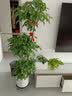 京东绿植绿萝盆栽除甲醛花卉绿植办公室新房净化空气180加仑4盆装源头直发 实拍图