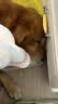皇家狗粮 金毛成犬狗粮 犬粮 宠物大型犬 GR25 全价犬粮 ≥15月 12KG 实拍图