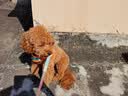 普安特宠物狗狗驱虫药犬体内外同驱跳蚤犬虱非泼罗尼爱滴克+内驱 实拍图
