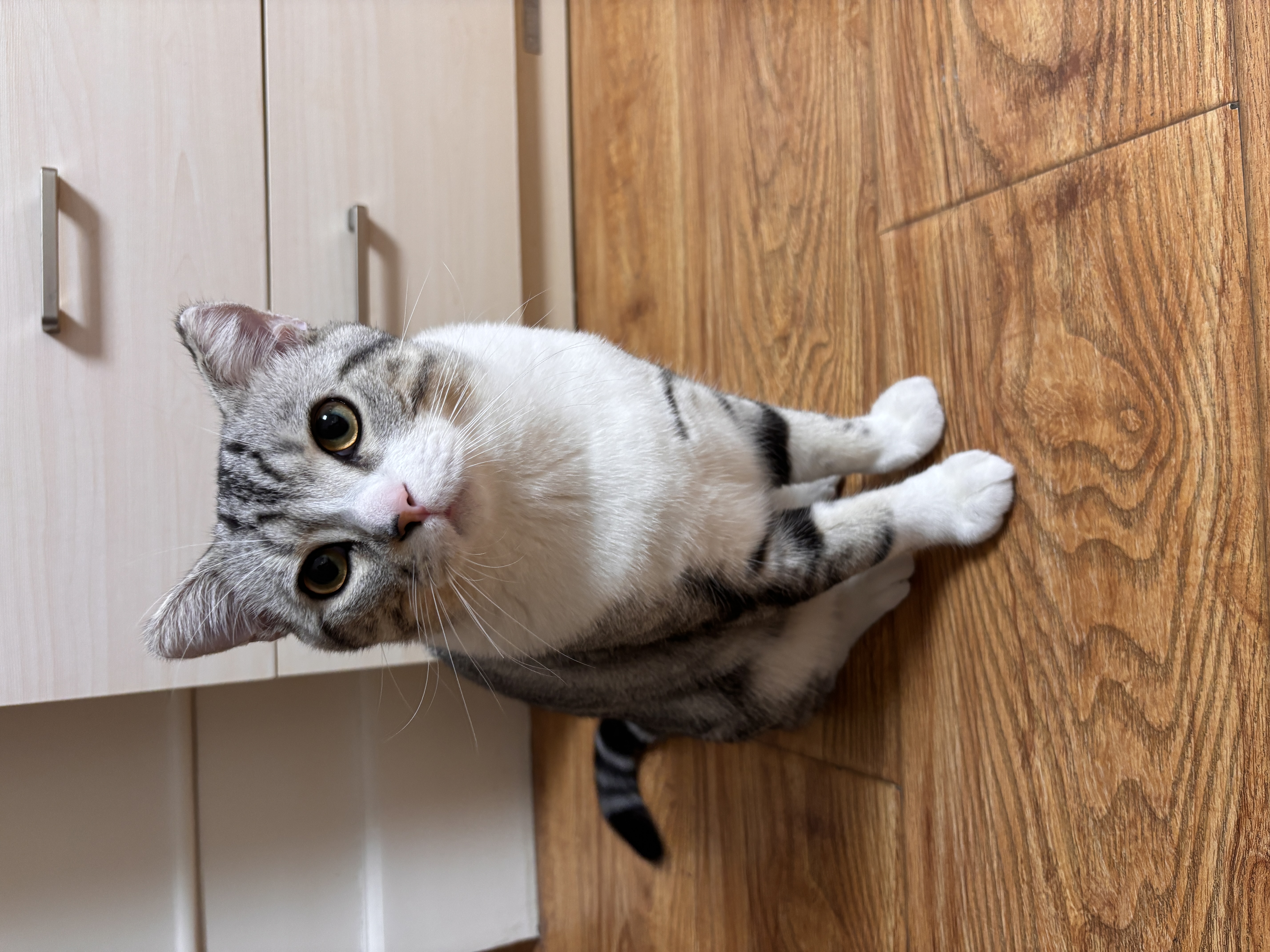普安特宠物猫咪驱虫药驱虫体内外一体幼成虫跳蚤犬虱非泼罗尼爱滴克套装 实拍图