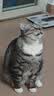 诚实一口P32全价猫粮成猫幼猫室内外低敏轻松蛋白易消化守护肠胃营养1.5kg 实拍图