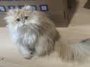 小佩宠物智能饮水机SOLO 2象牙白 猫咪饮水机狗狗喝水猫狗碗 无线水泵 实拍图