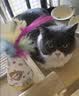 欢宠网猫玩具猫咪不倒翁羽毛铃铛逗猫棒球自嗨解闷神器猫猫小猫幼猫宠物 实拍图