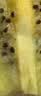 佳沛（zespri）新西兰金奇异果猕猴桃 5粒装 单果约88-103g 水果源头直发 实拍图