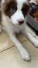 全价犬粮 鸡肉配方 10kg 10kg*1袋 实拍图