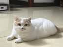 Orijen【宠物金选】渴望猫粮  成猫幼猫粮 原味鸡肉进口5.4kg效期27/1 实拍图