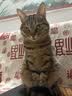 皇家猫粮 暹罗成猫粮 SM38 通用粮 12月以上 2KG 实拍图