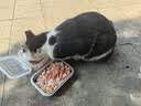皇家猫粮 幼猫猫粮 幼猫专用 K36 通用粮 4-12月 400g 实拍图