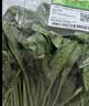 【24小时菜】菠菜苗250g(长度≤20cm) 实拍图