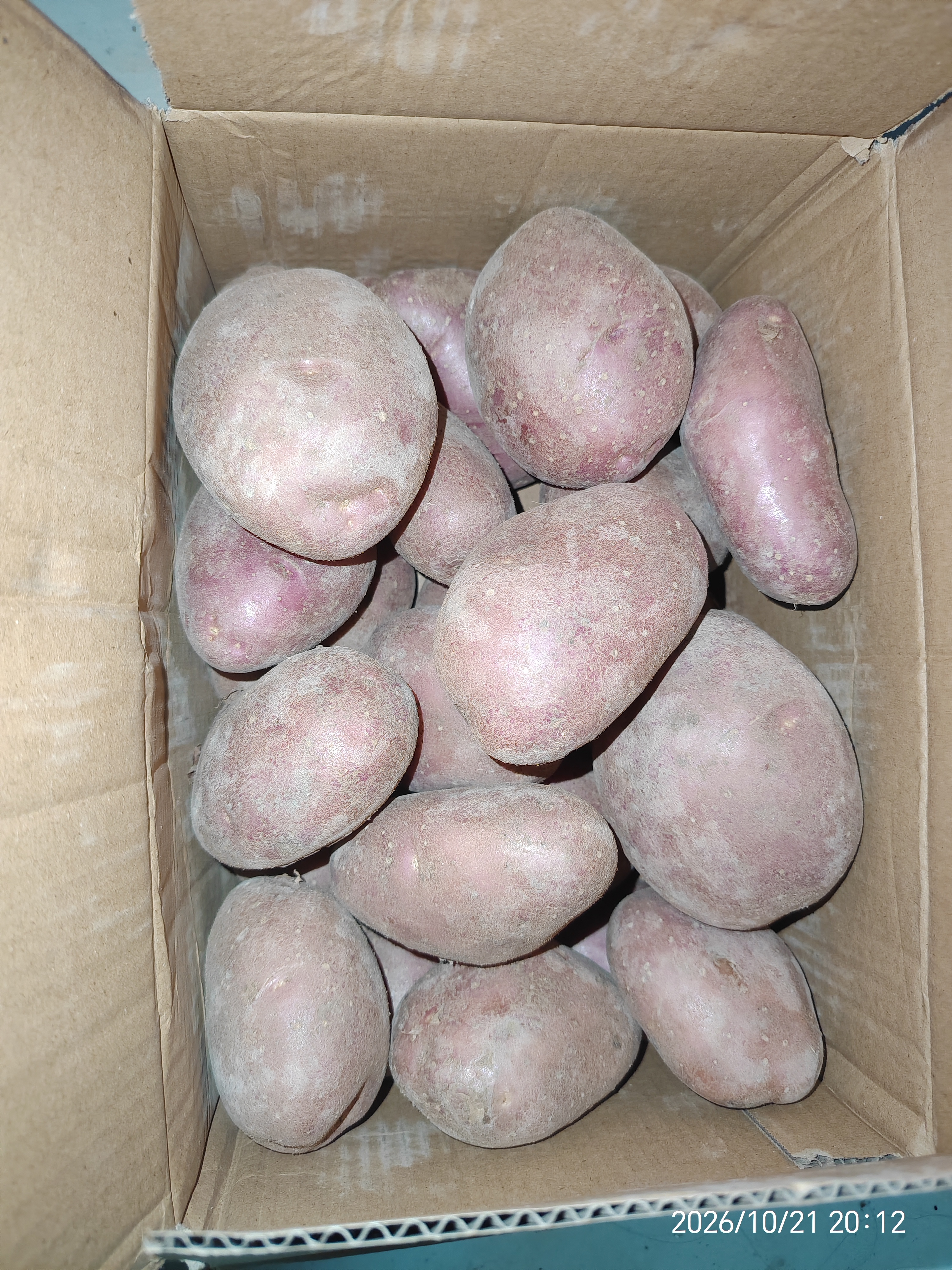 【真便宜】云南红皮土豆高原黄心土豆马铃薯红皮黄心洋芋减脂蔬菜 净重9斤大果 【单果150g+】 实拍图
