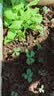 北蔬 生菜种子苗四季家庭种植菜种子阳台种 卓脆玻璃生菜种子约2000粒 实拍图
