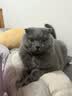 pidan猫砂 豆腐猫砂2.4kg*6包强力吸臭纯猫砂 可冲厕所非膨润土砂 实拍图
