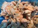 禧美海产头籽北极甜虾2斤/盒 120/150 头籽率参考50%  MSC认证 聚餐 实拍图