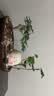文竹盆栽绿植花卉盆景植物室内客厅水培文松云竹文竹大苗四季常青 小文竹【1颗】原盆原土球发货 高度15-25cm 实拍图