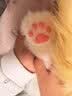 Chongker宠客淡三花猫背包仿真玩偶公仔毛绒玩具安抚送礼女生生日礼物 实拍图