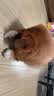 网易严选犬粮全价冻干三拼鸡肉狗粮幼犬成犬小型中大型犬10kg【宠物金选】 实拍图