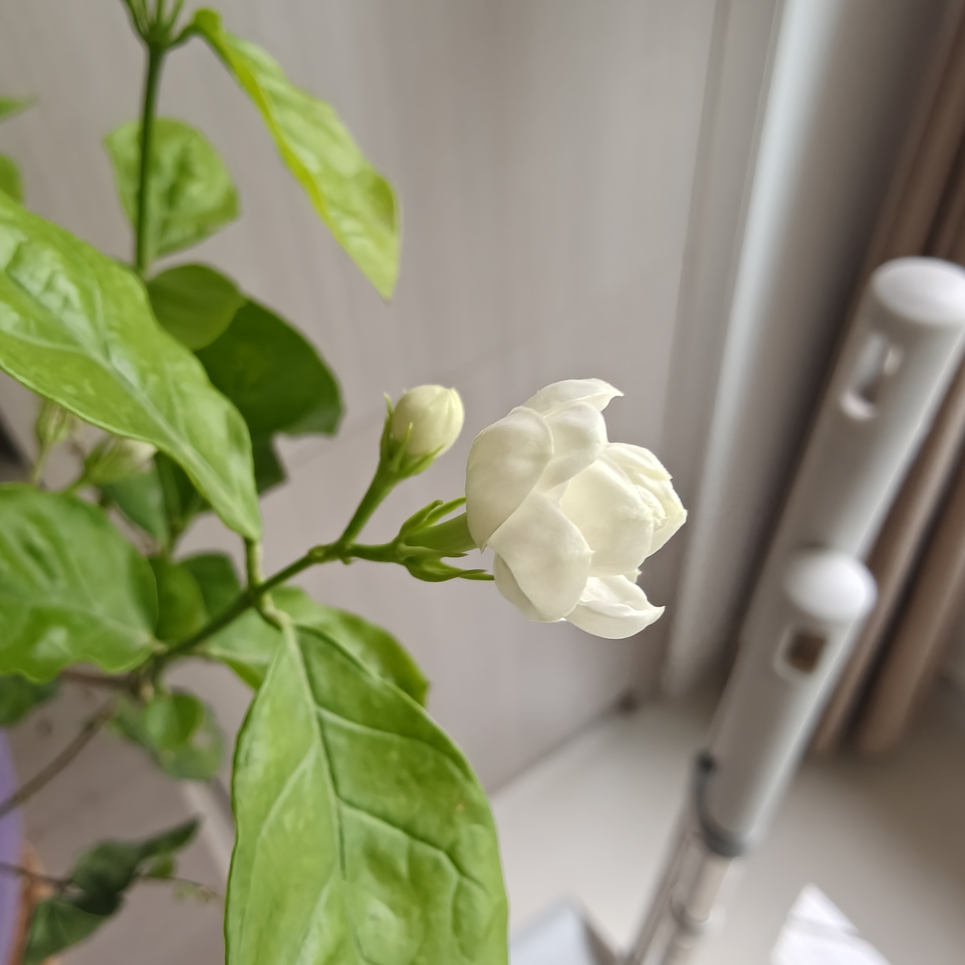 史丹利3L包装营养土园艺有机土通用型种花种菜养花专用泥炭土壤种植土 实拍图