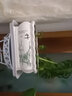 裕轩堂 有孔陶瓷花盆多肉植物白色创意简约风格长方形桌面地面绿植盆 长方形-竹（带塑料托盘） 特大号 实拍图