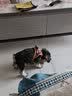 TRUELOVE狗狗牵引绳小型犬狗绳子遛狗绳背心式泰迪柯基宠物用品小狗胸背带 灰桔色 2XS(胸围28-32cm)建议3-5斤选择 实拍图