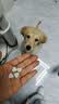 麦德氏IN狗狗钙片约380片宠物狗补钙幼犬成犬老年犬健骨补钙大型犬 实拍图
