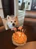 麦富迪 狗粮 超肉粒冻干双拼全期犬粮小型犬中大型犬成犬幼犬通用天然粮 【骨骼管理】中大型犬全期专用15kg（1kg*15） 实拍图