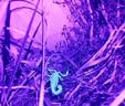 魔铁（MOTIE）紫光灯鉴定伍德氏灯紫外线手电筒365nm果蔬荧光剂检测板材验钞笔 实拍图
