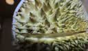 京鲜生 进口金枕头新鲜榴莲 净重5-6斤 1个装 生鲜水果 实拍图