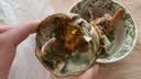 【活蟹】漁家师傅大闸蟹全母3.3-3.6两8只去绳足重鲜活螃蟹现货生鲜水产礼盒金秋送礼 实拍图
