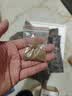 卡奇鱼 孔雀鱼 凤尾鱼 胎生鱼 热带观赏鱼淡水活体鱼小型鱼纯种好养易活 杂袍孔雀鱼10条+5条备损 实拍图
