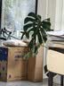 babycare儿童保温杯水壶吸管杯大宝宝学饮杯不锈钢三合一上学600ml 实拍图