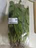 大菠菜300g 实拍图