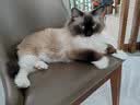 皇家猫粮 室内成猫粮 I27 通用粮 12月以上 10KG 实拍图