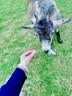 麦德氏IN【宠物金选】狗狗鲨鱼软骨素340g宠物狗狗犬钙片修护关节老年犬 实拍图