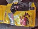 宝路狗粮老年犬狗粮 7岁以上牛肉味1.8kg全犬种通用老年犬狗粮全价粮 实拍图