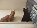 亿迪猫粮全价成猫幼猫冻干全阶段5斤布偶蓝猫英短橘猫通用小包装2.5kg 实拍图