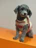 皇家狗粮 成犬狗粮 犬粮 宠物小型犬 PR27 全价犬粮≥10月2KG 实拍图