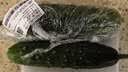 【水果菜】东北旱黄瓜约550g 实拍图