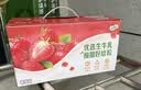 伊利优酸乳果粒酸奶饮品草莓味 245g*12盒 乳饮料整箱装 真实果粒 实拍图