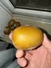 佳沛（zespri）新西兰金奇异果猕猴桃 5粒装 单果约88-103g 水果源头直发 实拍图