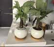 花翁发财树小盆栽绿植物室内客厅装饰中式盆景办公室桌面摆件源头直发 实拍图
