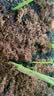 史丹利椰糠砖650g*3 椰土砖椰砖营养土脱盐花土耶砖种菜通用型 实拍图